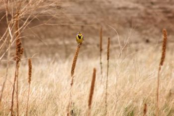 This meadowlark favored the scenery at the Badlands South Unit near Sheep Mountain Table.