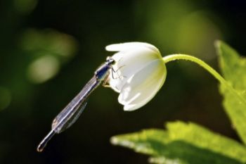 A blue dragonfly hunts for dinner inside a flower off one of Hiddenwood's hiking trails.