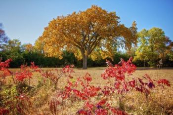 Fall colors along the Prehistoric Village trail.