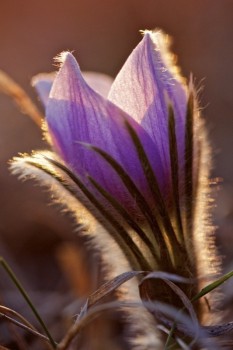 The little purple blossoms are among the earliest flowers to appear each spring.