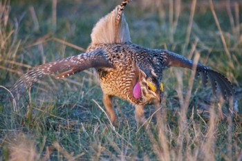 Little Jerry, a Sharp-tailed Grouse, struts his stuff.