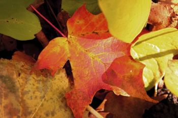 Even the ground is colorful in fall.