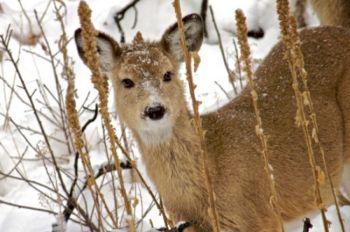 A yearling deer in deep winter.