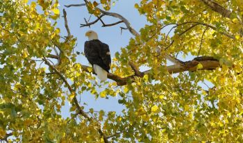 Many of the eagles seen in winter along the Missouri River are migrants from Canada, however, more and more are now nesting here. Photo by Bernie Hunhoff
