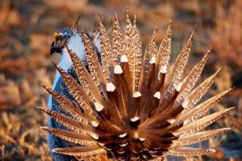 A male sage grouse displays his tailfeathers in a fan.
