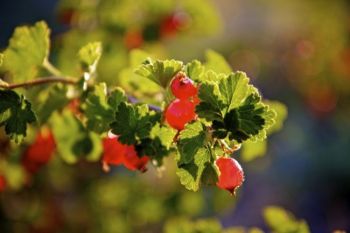 Brilliant gooseberries along the hiking trail.