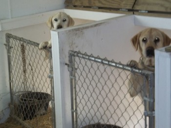 The modern guyshed remains a critical shelter for prized livestock.