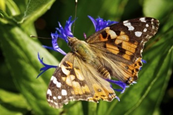 Painted Lady Butterfly.