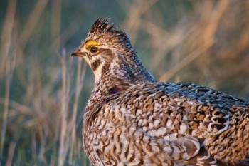 Portrait of a grouse.
