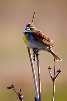 Dickcissel.