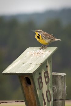 This meadowlark was spotted in Custer State Park.