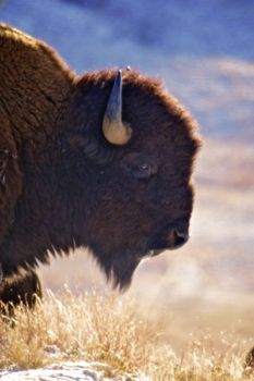 Temperatures in the low teens don't seem to faze the hearty bison.