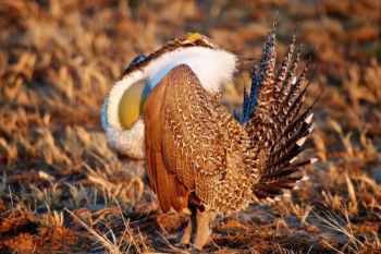 Males make a 'plopping' sound during the display.