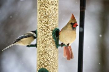 The female cardinal is not as flashily attired as her male companion.