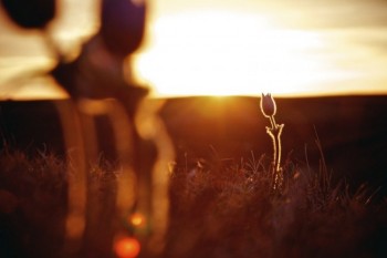 A pasqueflower stands tall against a Hanson County sunset.