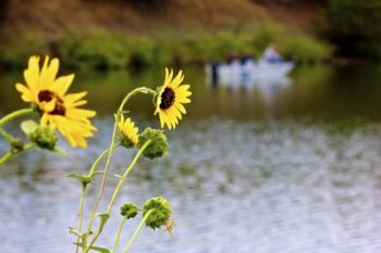 Wild sunflowers dot the northern shore.