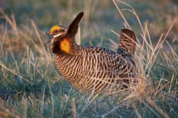 The dance of the prairie chicken is one of nature's wonders.