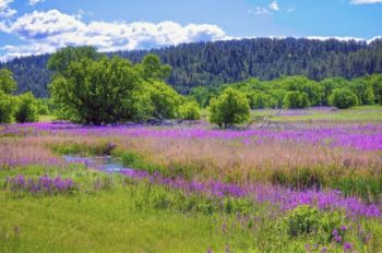 Spring flowers along the creek just outside of the park's eastern entrance.