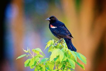 Red-winged blackbird.