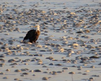 Eagles are excellent at fishing, but they’ll also happily dine on carrion. Imagine the joy of this bird after a large algae bloom had temporarily lowered the oxygen content in the waters below Fort Randall, causing a massive fish kill. Then the cold froze thousands of carp in sheets of ice atop the lake. Photo by Michael Zimny