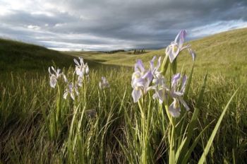 Blue Flags (Wild Iris) wave in the wind in the prairie hills of southern Custer State Park.