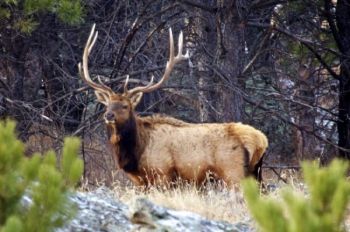 A 6 x 7 bull elk moves along a ridge on the park's northwestern edge.