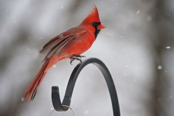 Christian caught this cardinal mid-hop atop an Outdoor Campus feeder.