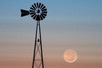 A lone tall prairie windmill with an owl perched on it.