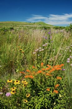 Wildflowers along the trail in mid-summer.