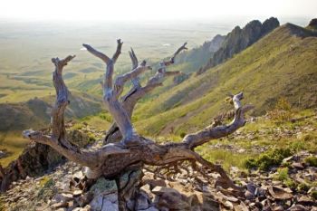 A fire in 1996 left remains such as this gnarled tree along the top of the butte. The trees are still used as nesting sites for various bird species.