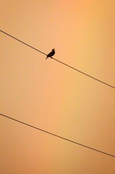 Singing after a summer storm in McCook County.