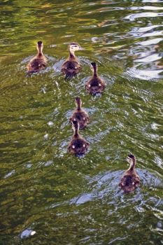Half-grown ducklings paddle along Little Moreau Creek.