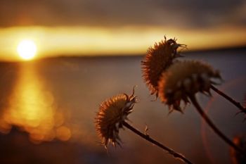 The light of sunset hits what's left of last summer's wild sunflowers.