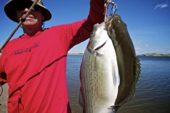 The fishing's good at Shadehill, as this happy fisherman's full stringer can attest.