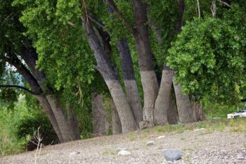 Last summer's high water left its mark on the trees at Buryanek Recreation Area.