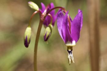 Shooting-Star flower in bloom.