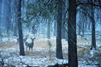 Snow falling at dusk at Custer State Park.