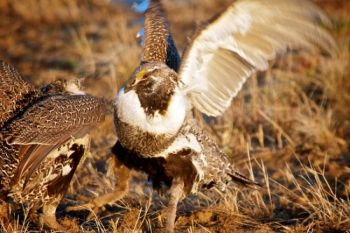 An hour or so after dawn, the hens in the group moved off the lek. The males soon began to fight over territory.