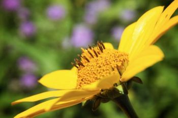 Maximilian sunflower.