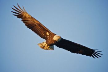 A young Bald Eagle catches the first light of morning near Gavins Point Dam.