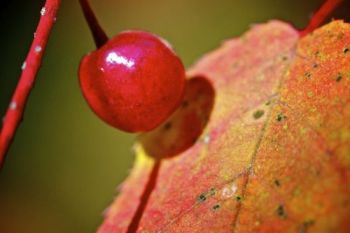 A berry stands out amid the foliage along Roughlock Falls Nature Area's walking trail.