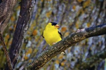 An American Goldfinch or Wild Canary along the park road.