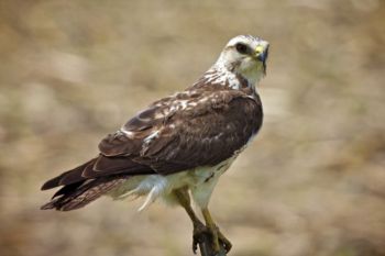 Lake Hiddenwood State Park is rich with wildlife, like this watchful hawk.