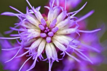 Light morning rain speckled these flashy wildflowers with tiny droplets.