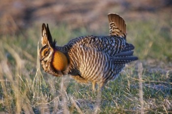 A booming prairie chicken.