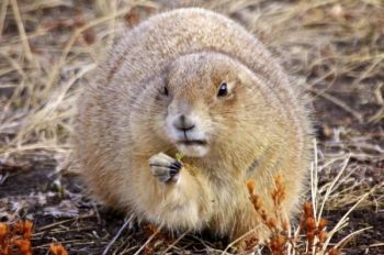 This fat fellow was still finding green things to eat in early December near Highland Creek.