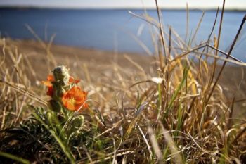 A scarlet globemallow blooming on the banks above the reservoir.