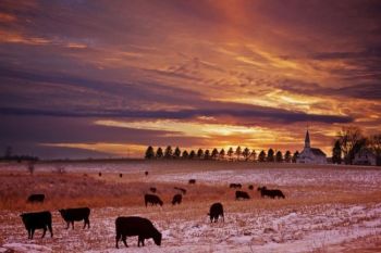 Cows graze near Zion Lutheran Church south of Hartford.