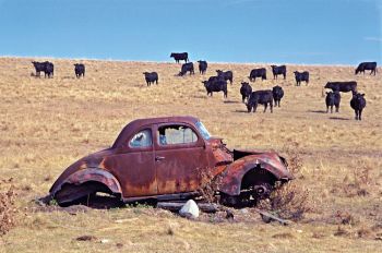 TRAIL HAND. This picture was hard to title. I just kept getting the feeling that the car was herding the cows. I like the bright blue sky with the black cows. It’s a 1937 Ford south of Harrold.