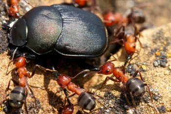 Ant attack. Photo by Christian Begeman.